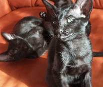 Ориентальные котята