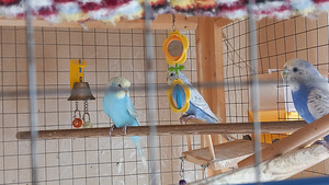 Müüa viirpapagoi tibud (1 foto / 2)