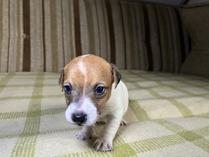 Породистые щенки Jack Russelli терьера