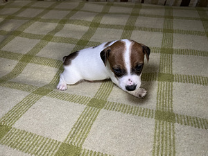 Tõupuhtad Jack Russelli terjeri kutsikad (1 emane saadaval) (2 foto / 9)