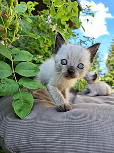 Тайские котята (3 фото из 10)