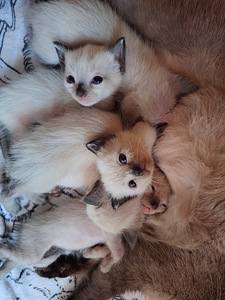 Тайские котята (4 фото из 10)