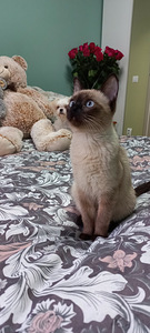 Тайский котенок (5 фото из 6)