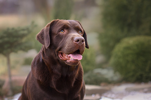 Elitārie šokolādes labradori (3 foto no 6)