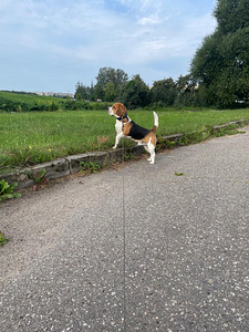 Beagle
