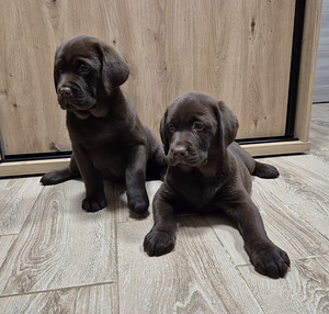 Labradori retriiver (2 foto / 3)
