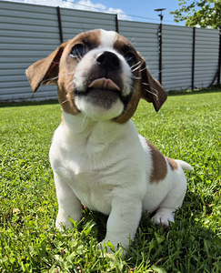 Джек Рассел Терьер (5 фото из 7)