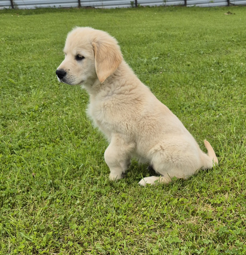 Kuldne retriiver