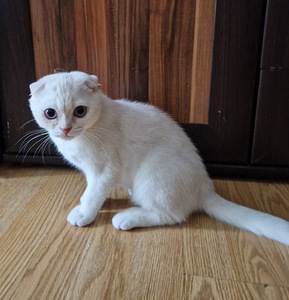 Скоттиш фолд/страйт (1 фото из 6)