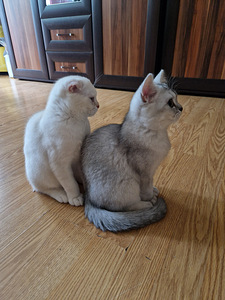 Скоттиш фолд/страйт (4 фото из 6)