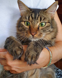 Imeline kass Kuzya peret otsimas (3 foto / 10)
