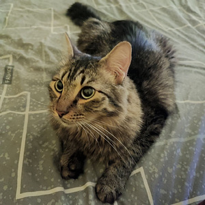 Imeline kass Kuzya peret otsimas (8 foto / 10)