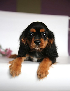 Cavalier King Charles spanjeli kutsikad (1 foto / 6)