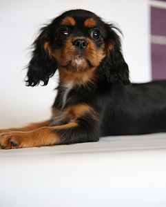 Cavalier King Charles spanjeli kutsikad (2 foto / 6)