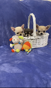Chihuahua
