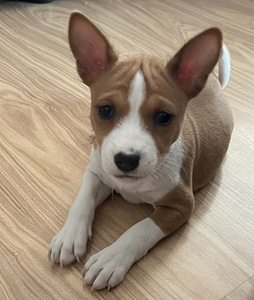 Basenji kutsikad