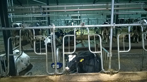LIHAVEISEFARMI ja PIIMAVEISEFARMI SEADMED Trussivarustus (8 foto / 8)