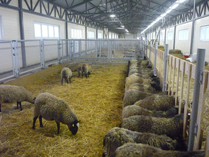 Kitsede, lammaste ja tallede pidamiseks seadmed (3 foto / 10)