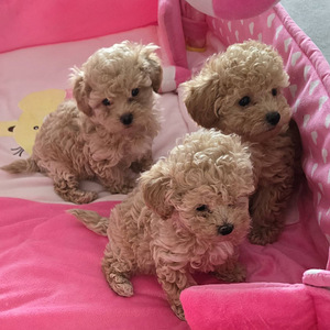 Maltipoo (1 foto / 3)