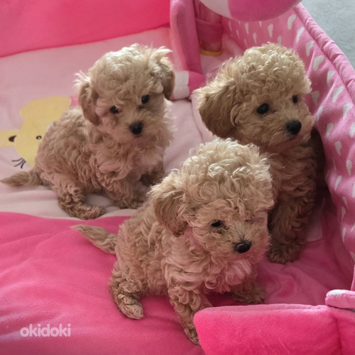 Maltipoo