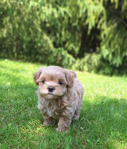 Maltipoo (6 foto / 7)