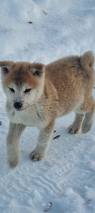 Akita inu kutsikad (2 foto / 3)