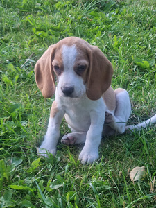 Beagle, puudli, kuningliku kutsikad (3 foto / 3)