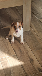 Jack Russelli terjeri kutsikad (3 foto / 3)