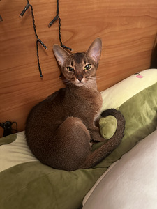 Вязка абиссинской кошки
