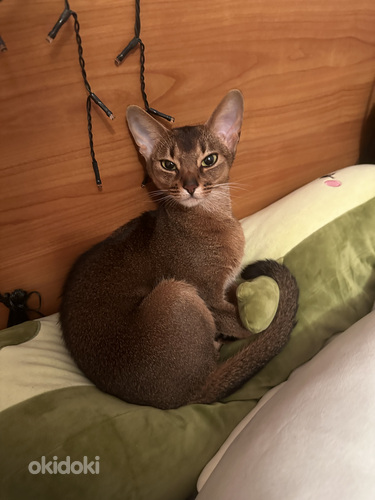 Вязка абиссинской кошки (фото #1)