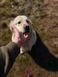 Kuldne retriiver (3 foto / 3)