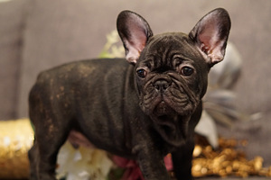 Prantsuse buldog (2 foto / 3)