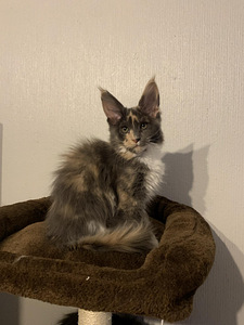 Maine Coon kassipoeg (3 foto / 4)