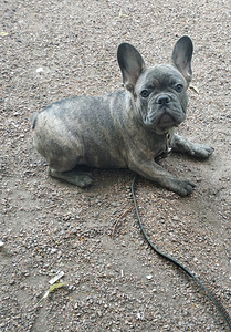 Prantsuse buldog (3 foto / 3)