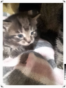 Kassipojad / котята (2 фото из 8)