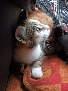 Котята ищут дом (1 фото из 3)