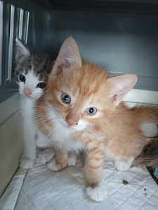 Kassipojad otsivad kodu! (1 foto / 4)