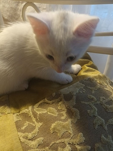 Kassipojad otsivad kodu! (3 foto / 4)