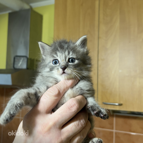Милые котята ищут дом!