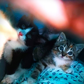 Милые котята ищут новый дом