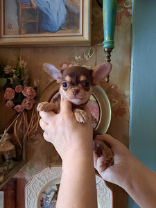 Suurepärased lapsed chihuahua (8 foto / 9)