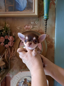 Ilusad ninaga chihuahuad (5 foto / 9)
