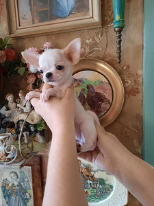 Ilus miniatuurne chihuahua (4 foto / 9)