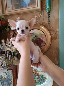 Ilus miniatuurne chihuahua (1 foto / 9)