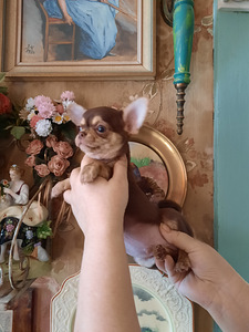 Ilus miniatuurne chihuahua (9 foto / 9)