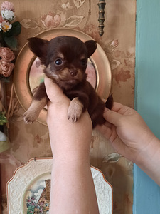 Šokolaadi chihuahua beebid (1 foto / 4)