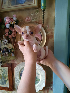 Šokolaadi chihuahua beebid (4 foto / 4)