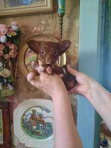 Suurepärane chihuahua beebi (6 foto / 10)
