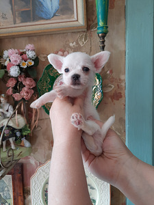 Suurepärane chihuahua beebi (7 foto / 10)