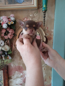Suurepärane chihuahua beebi (9 foto / 10)